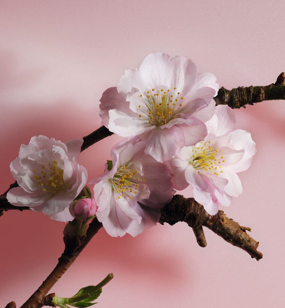 Galeri görüntüleyicisine resim yükle, SAKURA
