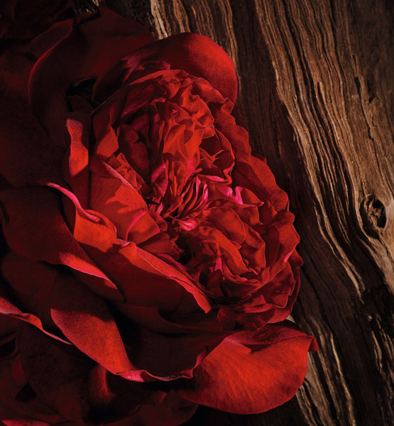 Load image into Gallery viewer, OUD ISPAHAN