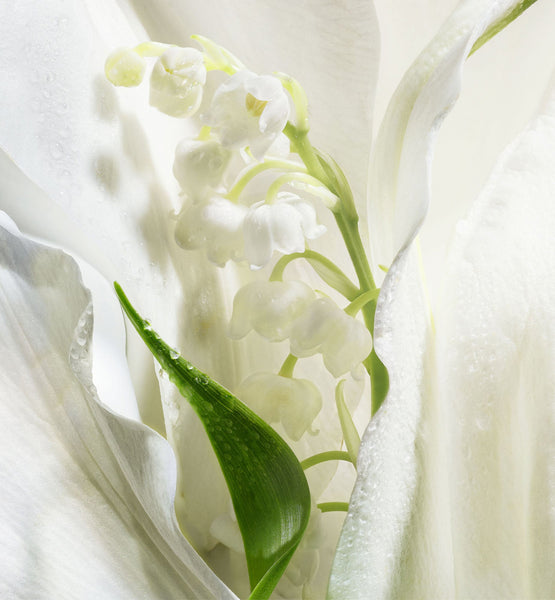 Galeri görüntüleyicisine resim yükle, MOISTURIZING LOTION
