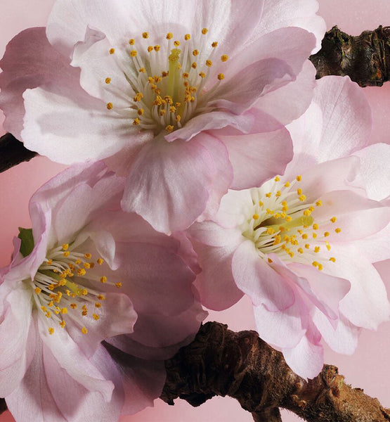 Galeri görüntüleyicisine resim yükle, SCENTED SOAP
